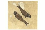 Multiple Fossil Fish (Knightia) Plate - Wyoming #251858-1